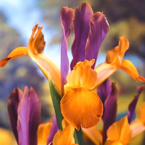 1 szt, Irys holenderski Bronze Queen - Cebule: Ilość w opakowaniu: 10 szt.