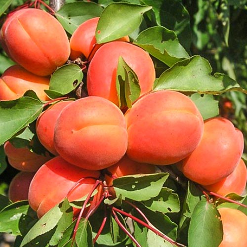 1 buc, Cais Harcot - Puieți: Mod de ambalare: 1 buc