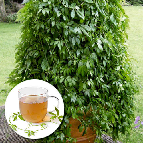 1 buc, Gulan (Planta nemuririi) - Răsaduri: Mod de ambalare: 1 buc