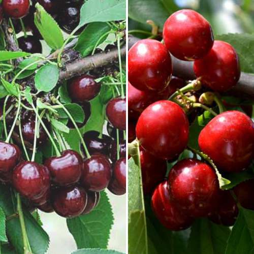 Conjunto de conservas de frutas, 2 mudas - Plântulas: Ilość w opakowaniu: 2 plant