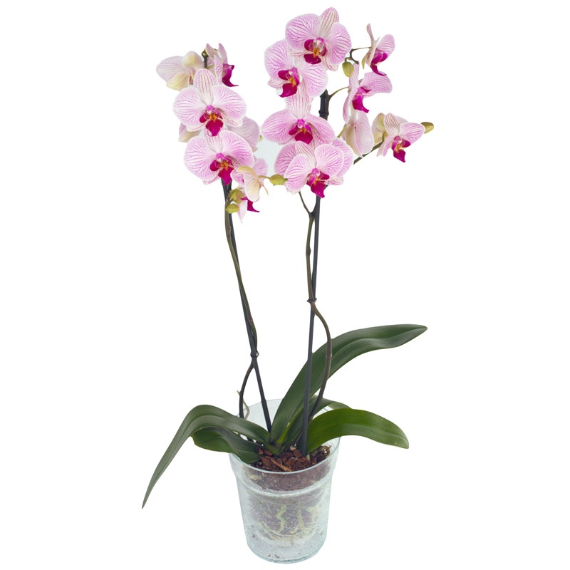 E-Kwiaty - Storczyk Doniczkowy - Dostawa w Całej Polsce - Poczta Bukietowa