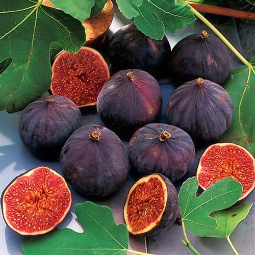 1 sadz, Figowiec pospolity Krymski - Sadzonki: Ilość w opakowaniu: 1 sadz