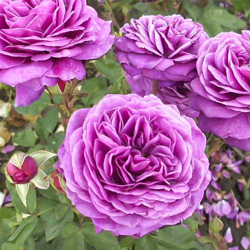 1 Pflanze(n), Beetrose Old Port - Setzlinge: Ilość w opakowaniu: 1 Pflanze(n)