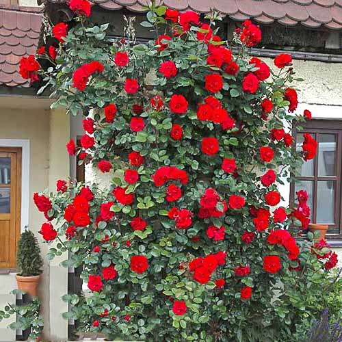 1 szt, Róża pnąca Laguna - Sadzonki: Ilość w opakowaniu: 1 sadz