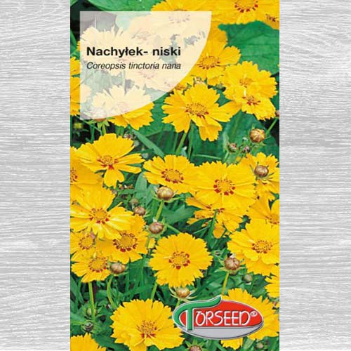 1 szt, Nachyłek dwubarwny Złoty Karzeł niski - Nasiona: Ilość w opakowaniu: 1 g