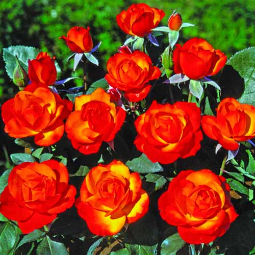 1 Pflanze(n), Strauchrose Rose Tempi Moderni - Setzlinge: Ilość w opakowaniu: 1 Pflanze(n)