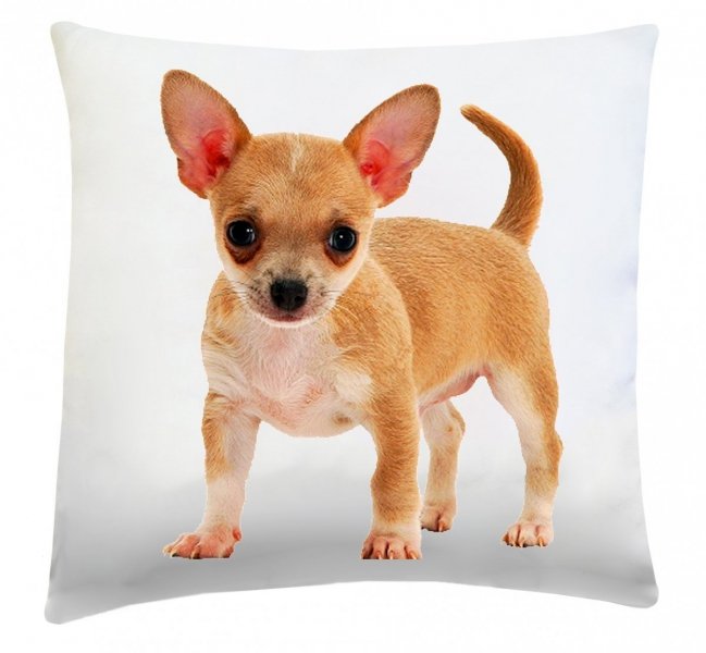 Poduszka dekoracyjna 40x40 wz. Chihuahua