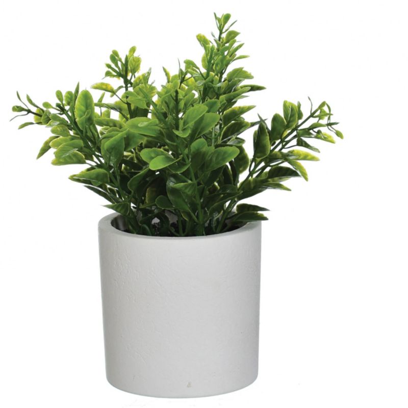 Roślina ziołowa Jumi w doniczce zielona 19 cm