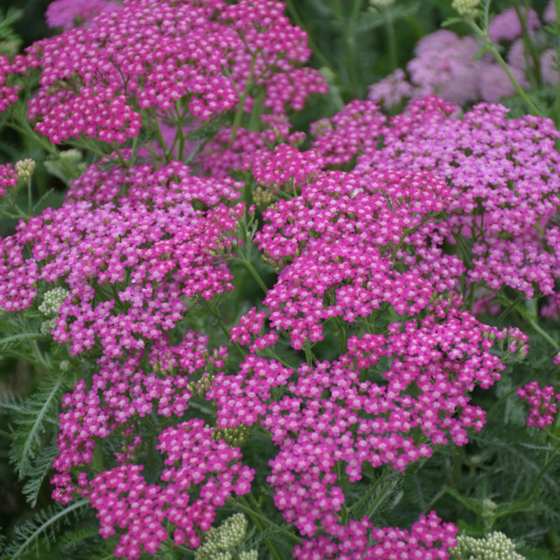 Krwawnik pospolity Verve Cerise Queen