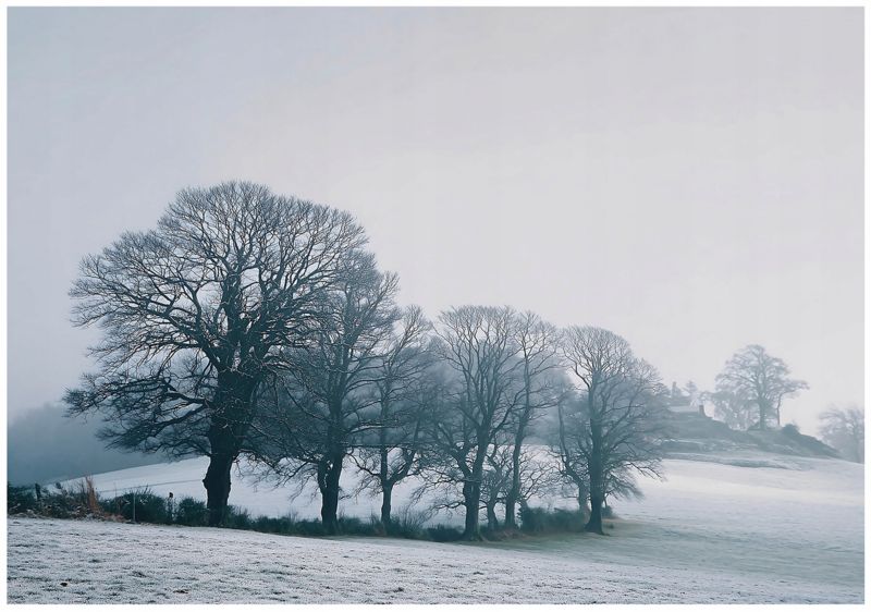 Fototapeta WALLARENA Do Sypialni Salonu Na Flizelinie Drzewa Mgła Natura Niebieski 400x280 cm 16051VX8 1 szt.