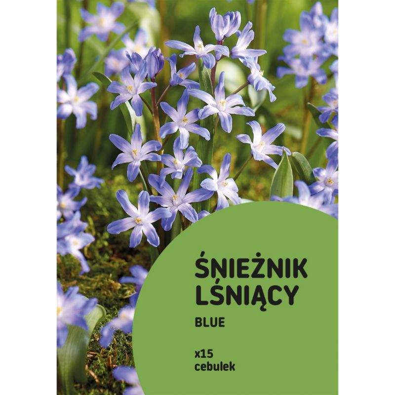 Śnieżnik Blue Glory of the Snow 15 szt.