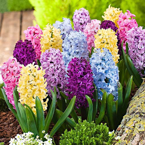 1 szt, Super oferta! Hiacynt mix kolorów, zestaw 15 cebul - Cebule: Ilość w opakowaniu: 15 szt.