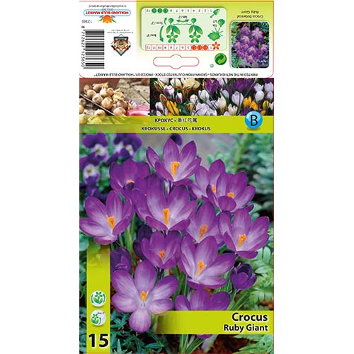 Krokus Ruby Giant - Cebule: Ilość w opakowaniu: 15 szt. - GradinaMax
