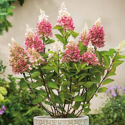 1 sadz, Hortensja bukietowa Pinky Winky - Sadzonki: Ilość w opakowaniu: 1 sadz