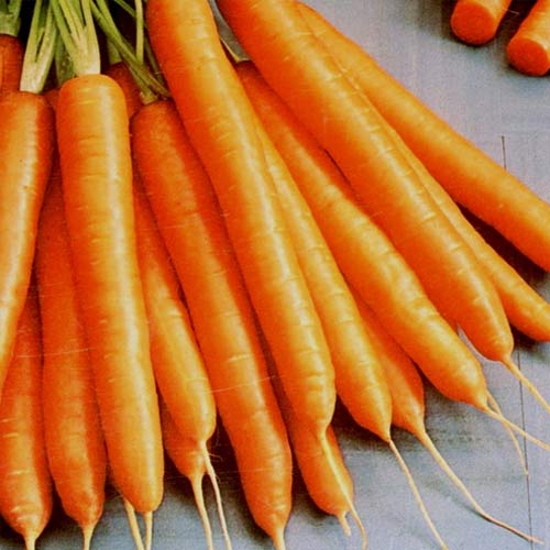 1 szt, Marchew Amsterdamska - Nasiona: Ilość w opakowaniu: 400 szt