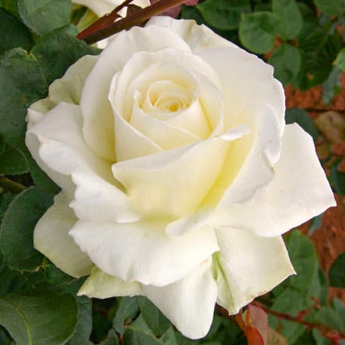 1 sadz, Róża wielkokwiatowa Tineke - Sadzonki: Ilość w opakowaniu: 1 sadz