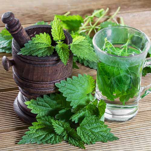 1 szt, Pokrzywa - Nasiona: Ilość w opakowaniu: 0.1 g