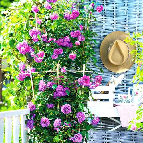 1 szt, Róża pnąca Blue Moon - Sadzonki: Ilość w opakowaniu: 1 sadz