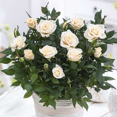 1 szt, Róże miniaturowe Snow Dance - Sadzonki: Ilość w opakowaniu: 1 sadz