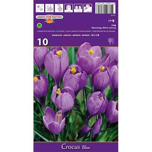 Krokus Blue - Cebule: Ilość w opakowaniu: 10 szt. - GradinaMax