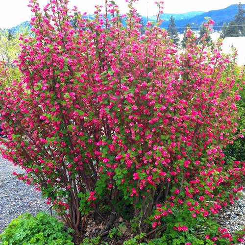 1 sadz, Porzeczka King Edward VII - Sadzonki: Ilość w opakowaniu: 1 sadz