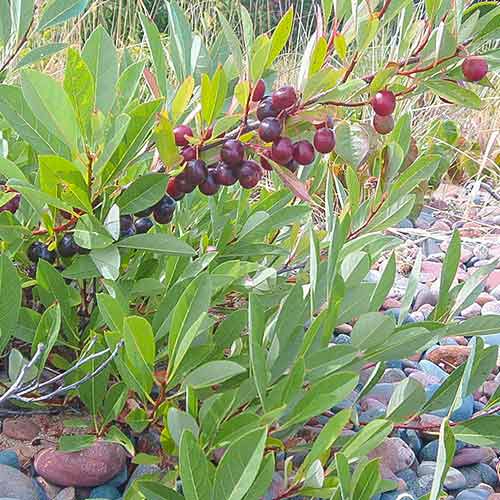 1 sadz, Wiśnia karłowa Depressa - Sadzonki: Ilość w opakowaniu: 1 sadz