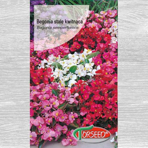 1 szt, Begonia stale kwitnąca biała - Nasiona: Ilość w opakowaniu: 0.02 g