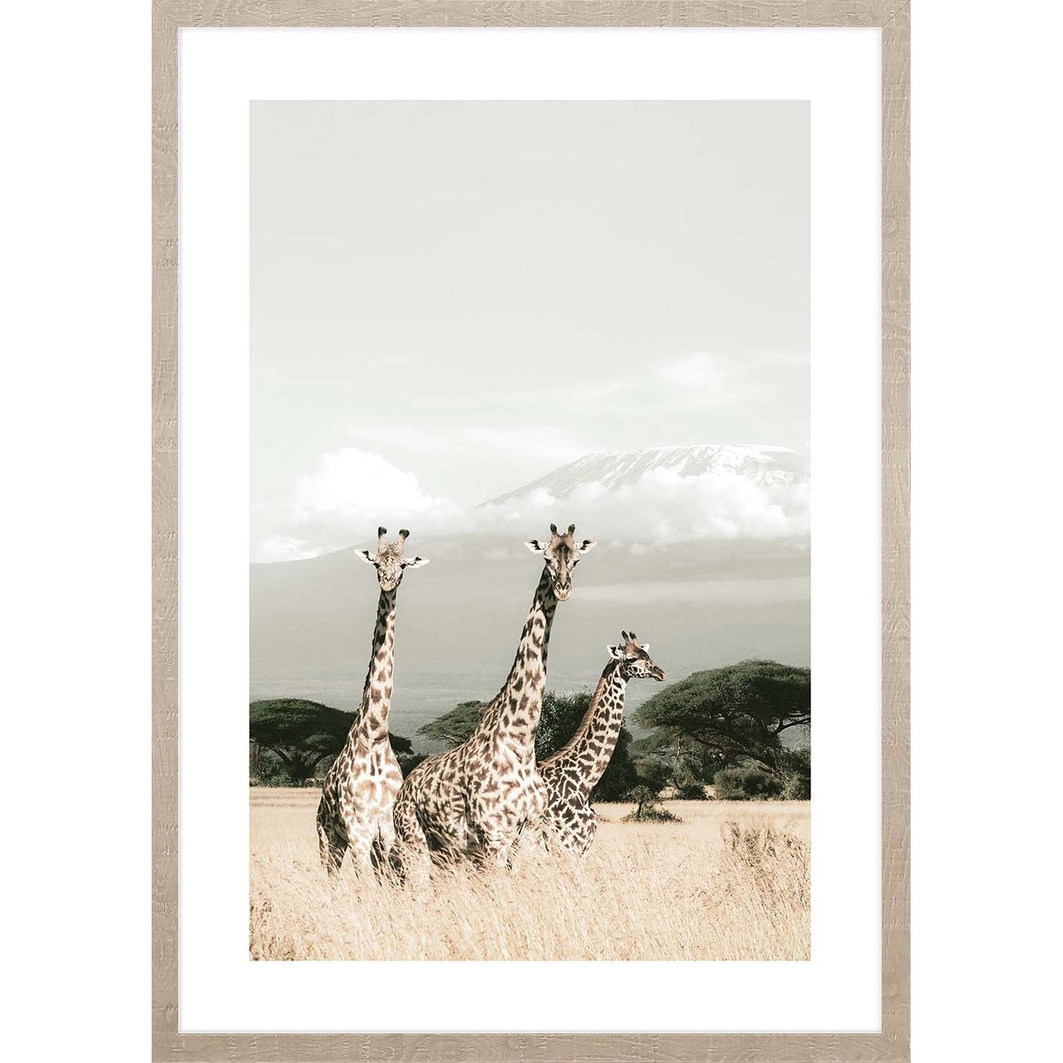 ARS LONGA Obraz AFRICAN GIRAFFES 53 x 73 cm