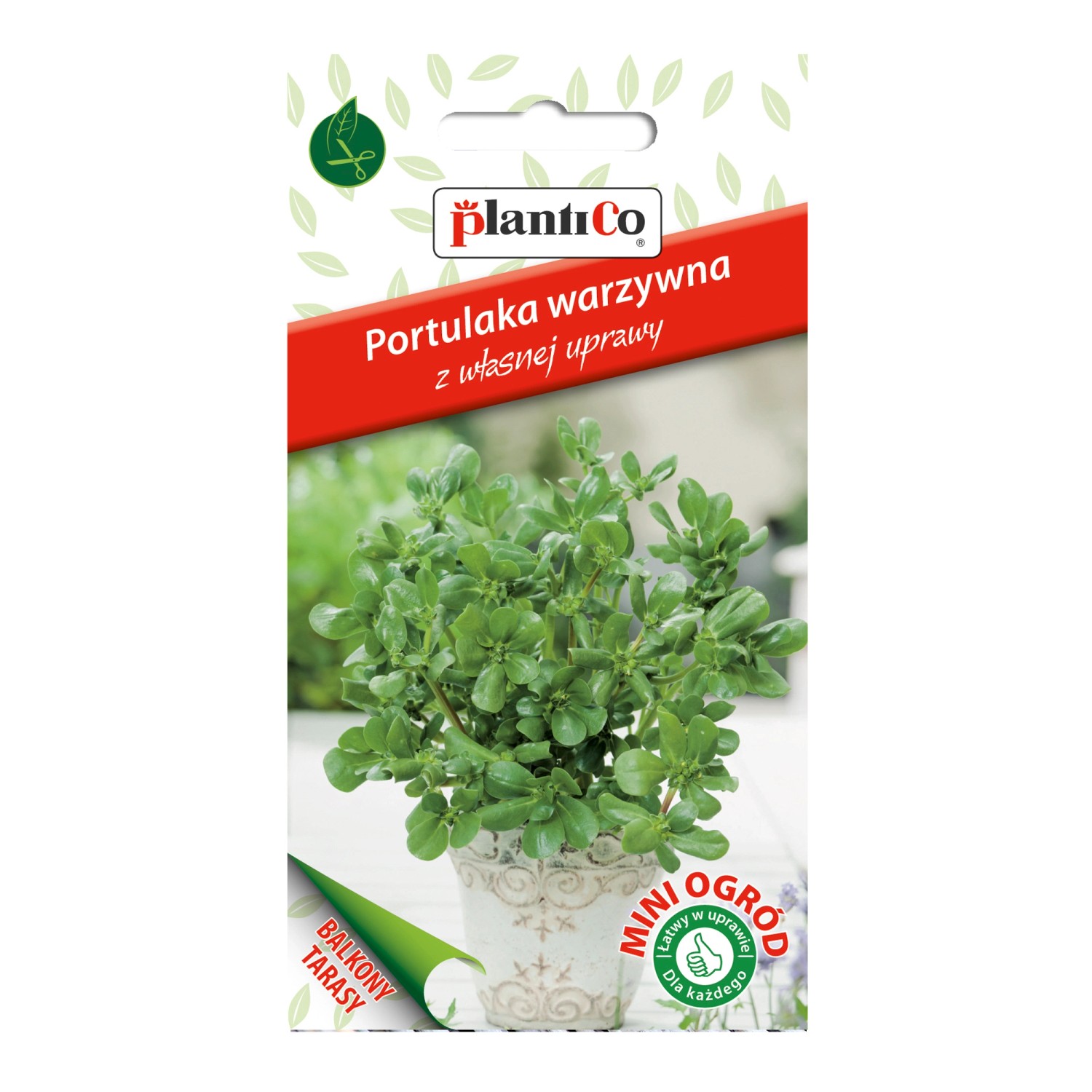 Portulaka warzywna Mini Ogród