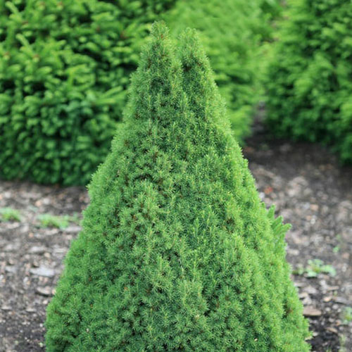 1 saz, Smrk Conica - : Monžstvo balíkov: 1 saz