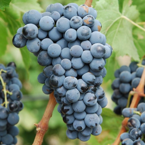 1 saz, Vinná réva Leon Millot - : Monžstvo balíkov: 1 saz