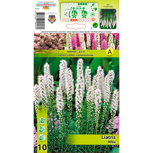 10 db, Díszcsorba (Liatris Spicata) Alba - Évelő: Mod de ambalare: 10 db