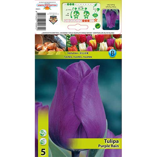 5 Stück, Tulpe Purple Rain - Blumenzwiebeln: Ilość w opakowaniu: 5 Stück