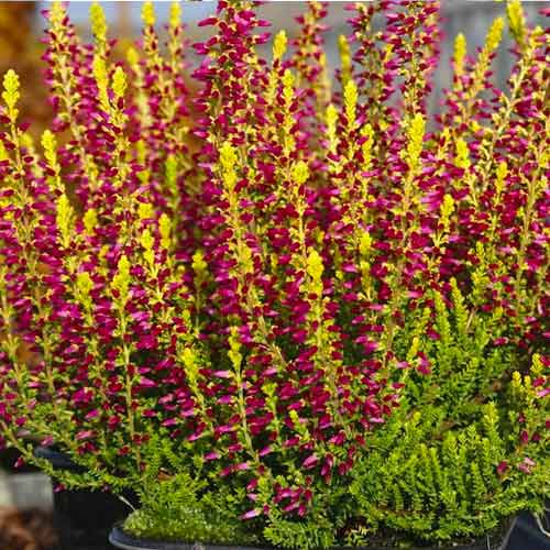 1 Pflanze(n), Besenheide Golden Angie - Setzlinge: Ilość w opakowaniu: 1 Pflanze(n)