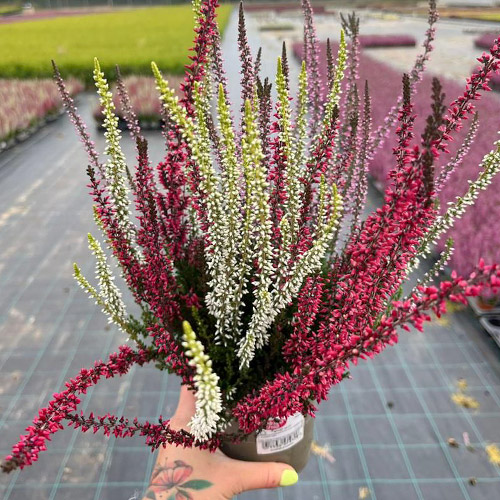 1 Pflanze(n), Besenheide Trio Girls Athene/Hilda/Helena - Setzlinge: Ilość w opakowaniu: 1 Pflanze(n)