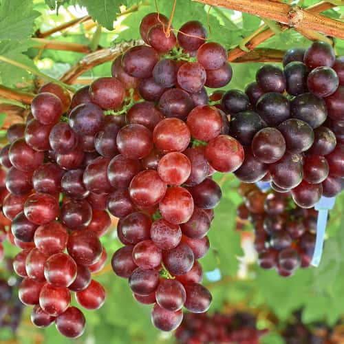 1 Pflanze(n), Weintraube Lidia, Р9 - Setzlinge: Ilość w opakowaniu: 1 Pflanze(n)