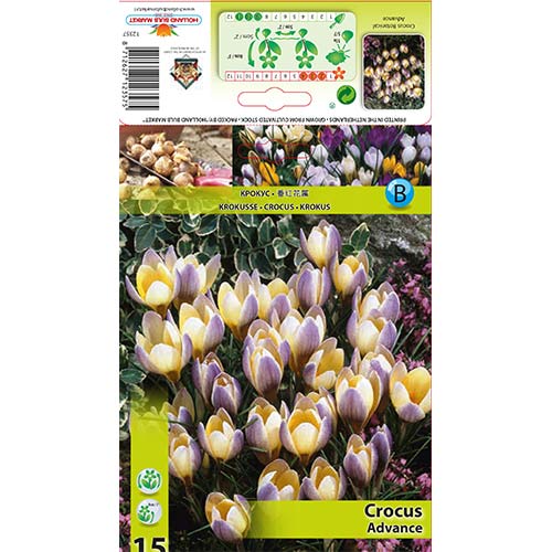 15 Stück, Krokus Advance - Blumenzwiebeln: Ilość w opakowaniu: 15 Stück