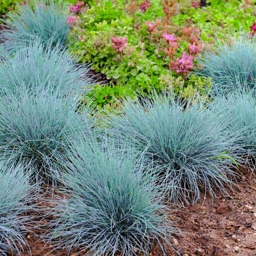 1 Pflanze(n), Blauschwingel Elijah Blue, P9 - Setzlinge: Ilość w opakowaniu: 1 Pflanze(n)