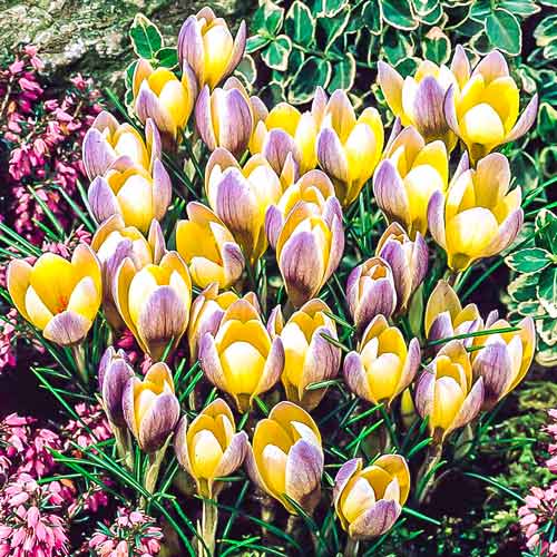 15 Stück, Krokus Advance - Blumenzwiebeln: Ilość w opakowaniu: 15 Stück