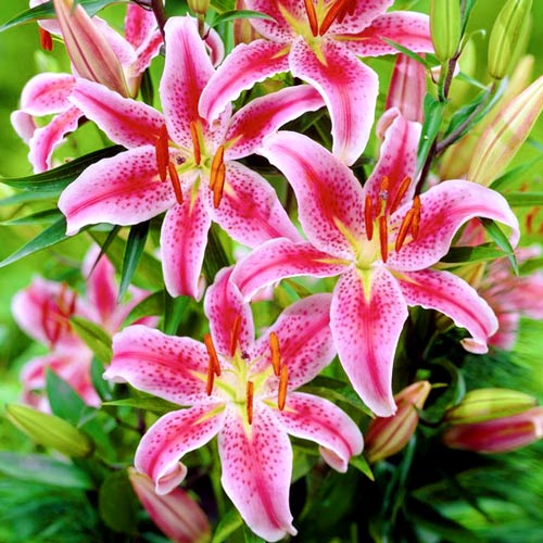 3 Stück, Lilie Mero Star - Blumenzwiebeln: Ilość w opakowaniu: 3 Stück