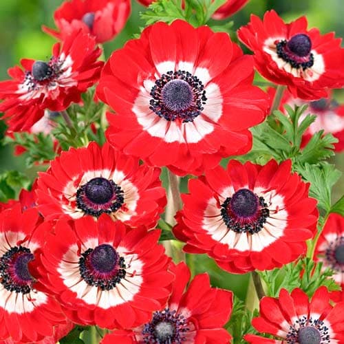 15 Stück, Windröschen (Anemone) The Governor - Blumenzwiebeln: Ilość w opakowaniu: 15 Stück