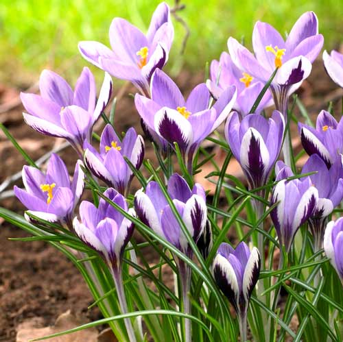 15 Stück, Krokus Spring Beauty - Blumenzwiebeln: Ilość w opakowaniu: 15 Stück