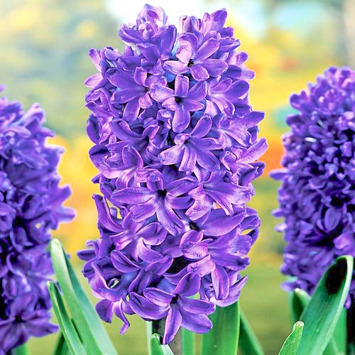 3 Stück, Hyazinthe Marie - Blumenzwiebeln: Ilość w opakowaniu: 3 Stück