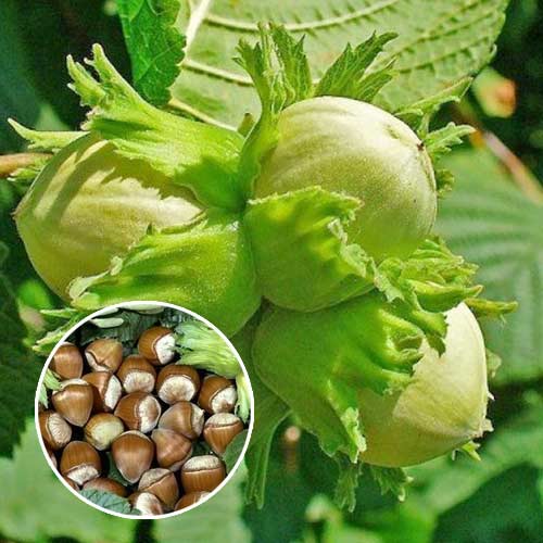 Avelã de Barcelona, С2 - Plântulas: Ilość w opakowaniu: 1 plant