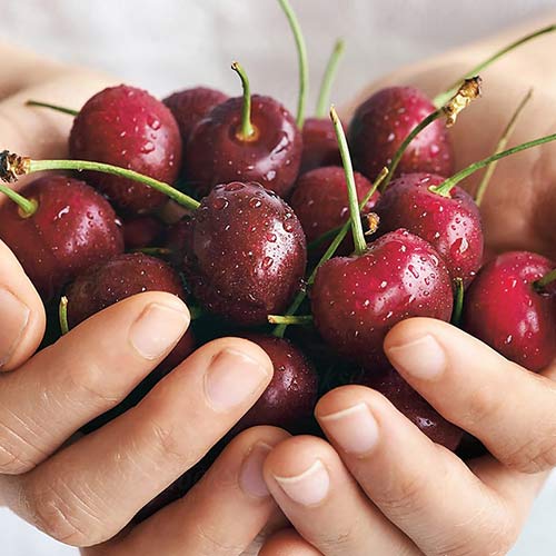 Cereja Reggina, С2 - Plântulas: Ilość w opakowaniu: 1 plant