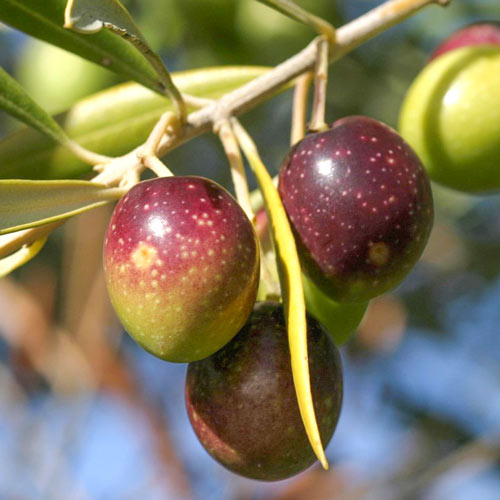 Oliveiras Prodromoy, С2 - Plântulas: Ilość w opakowaniu: 1 plant