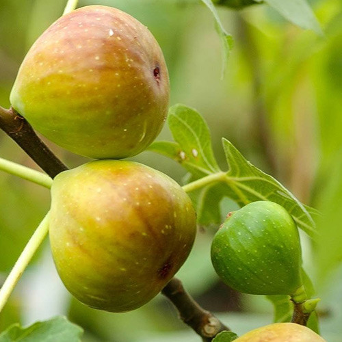 Figueira Gentile Bianco, С2 - Plântulas: Ilość w opakowaniu: 1 plant