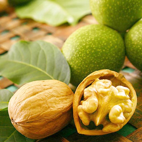 Noz Chandler, С2 - Plântulas: Ilość w opakowaniu: 1 plant