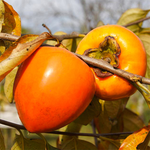 Caqui Jiro, С2 - Plántulas: Ilość w opakowaniu: 1 plantas
