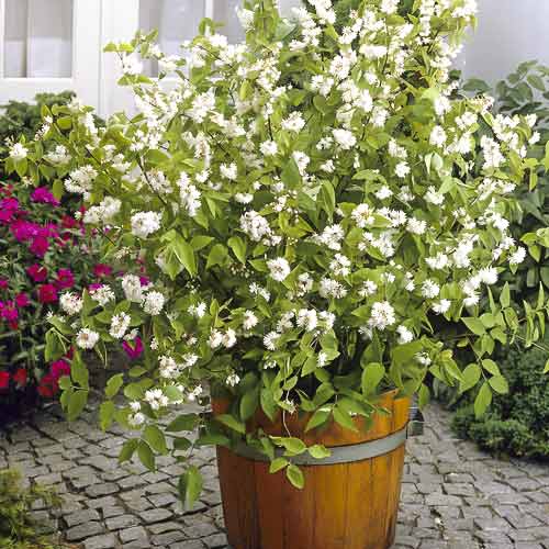 Deutzia híbrida Pride of Rochester, С2 - Plántulas: Ilość w opakowaniu: 1 none